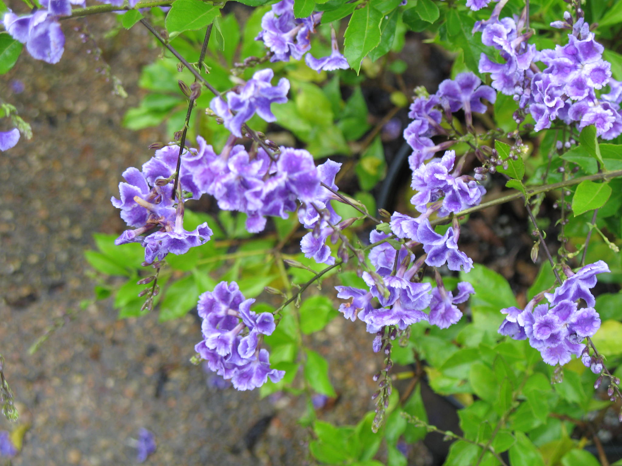 Online Plant Guide - Duranta erecta Sapphire Showers  Sapphire 